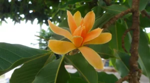 Trees with Stunning Orange Blossoms