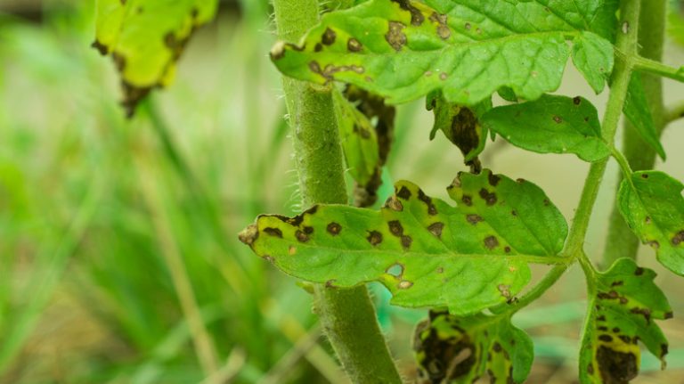 Tomato Plant Rescue: Identifying and Treating Rust Effectively