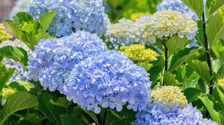 Growing Hydrangeas in Clay Soil