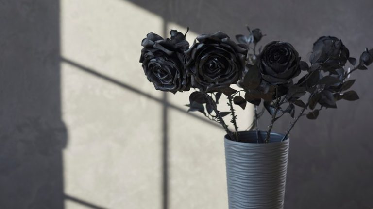 How to Cultivate Black Roses in Your Garden