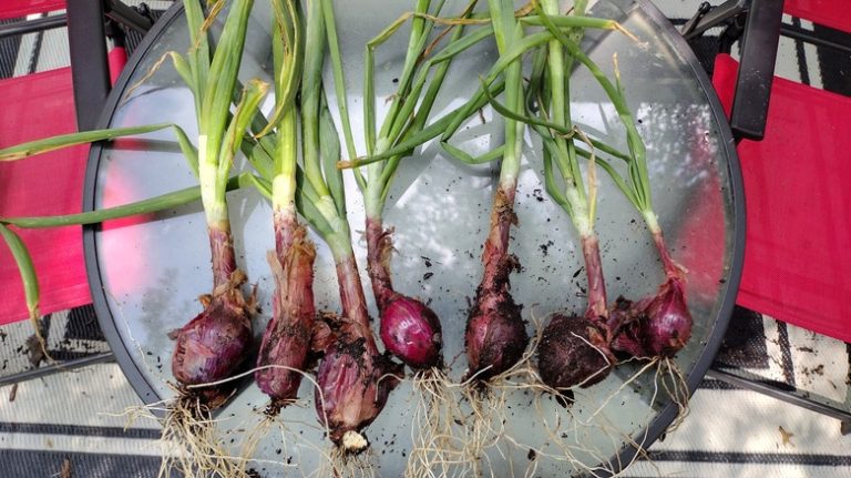 How to Grow Fresh Onions: A DIY Guide to Sprouting Onions