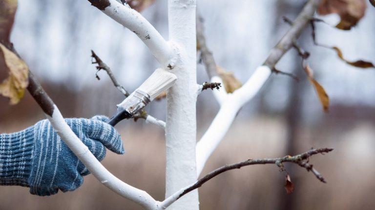 Limewashing Fruit Trees in Your Garden