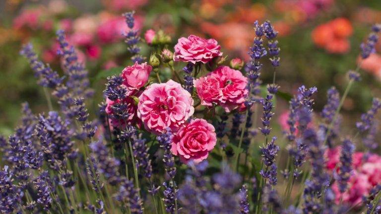 Companion Planting: The Benefits of Pairing Roses with Lavender