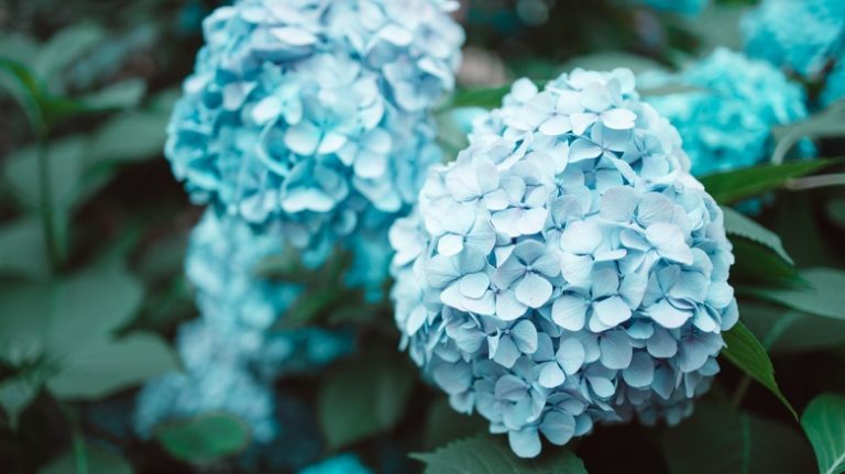 Benefits of Pairing Azaleas and Hydrangeas as Companion Plants