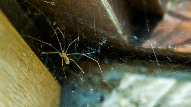 Keep Spiders and Pests Away Using Cedar Wood