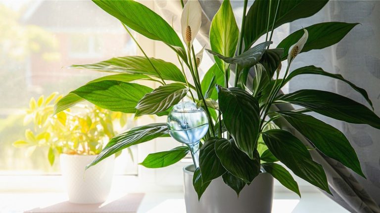 Using Household Items Like Epsom Salt and Coffee to Fertilize Your Peace Lily