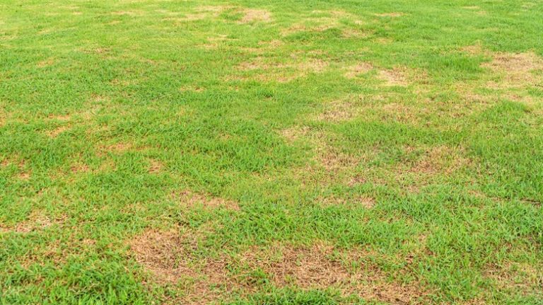 Understanding the Difference Between Dormant and Dead Zoysia Grass