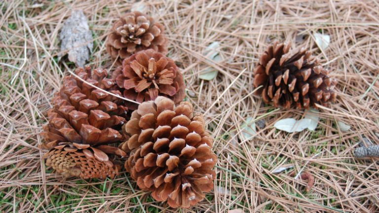 Pros and Cons of Using Pinecones as Mulch in Your Lawn and Garden