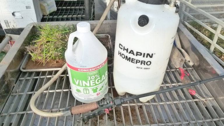 Exploring Alternatives to Vinegar and Roundup for Weed Control in Your Lawn