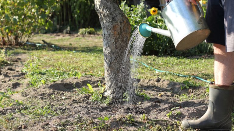 Understanding the Tree Drip Line: Landscaping and Lawn Care Tips