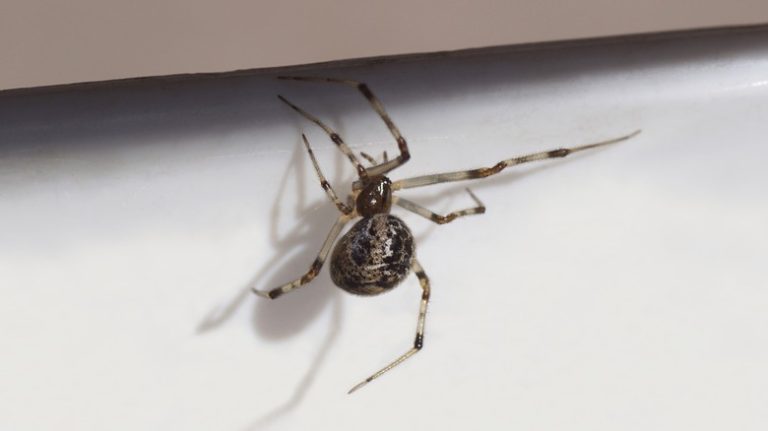 Laundry Dryer Sheets: A Dual Solution for Cleaning Baseboards and Repelling Spiders