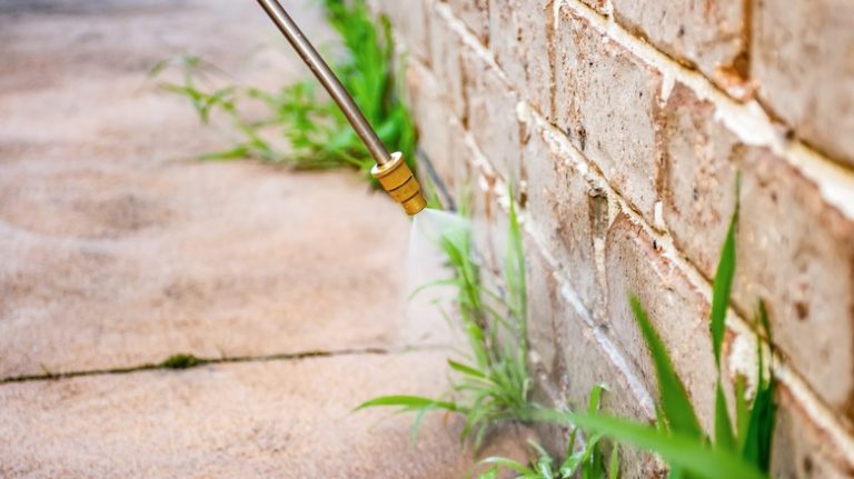 Pros and Cons of Using Gasoline to Kill Weeds in Your Lawn