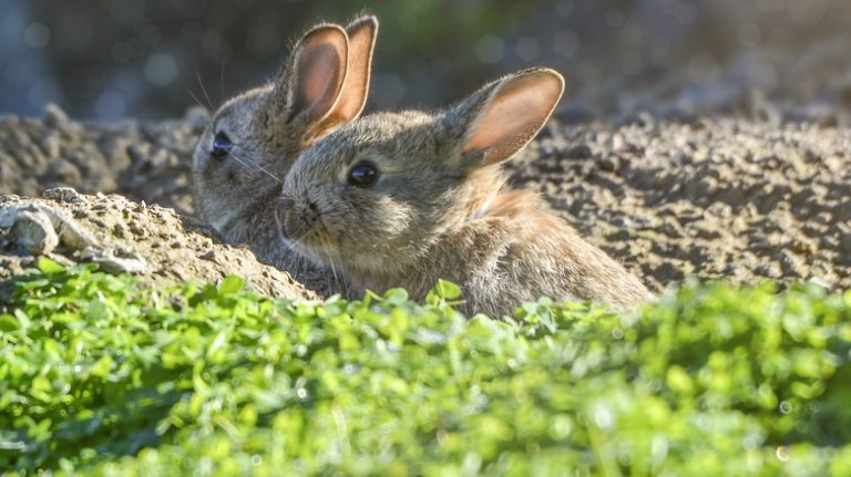 Understanding Why Rabbits Dig Holes in Your Lawn and How to Fix Them