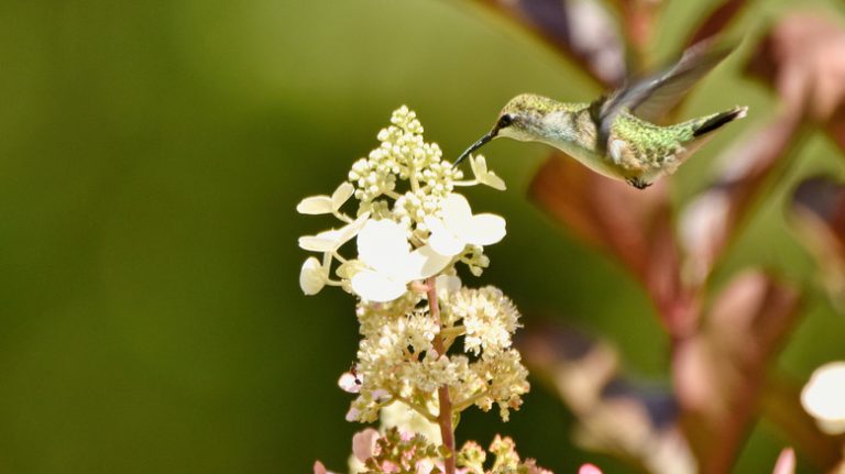 Plant the Rare Quick Fire Hydrangea Shrub to Attract Hummingbirds