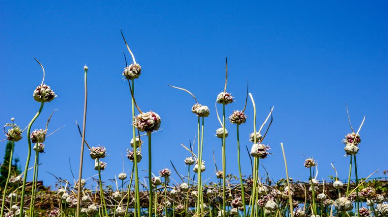 Why Garlic Plants Flower and How to Handle It