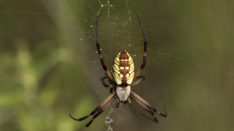 Yellow Garden Spiders: Mildly Poisonous but Safe for Humans and Pets