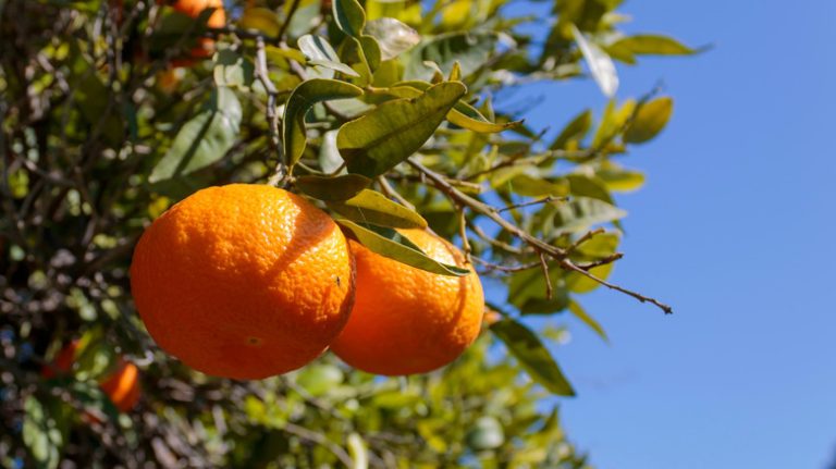 Expert Tips for Growing Clementines from Seeds in Your Garden