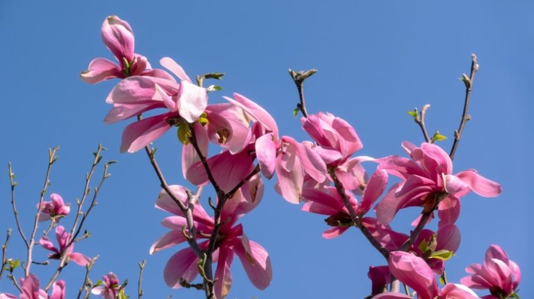 Differences Between Jane and Ann Magnolia Trees: Which One Should You Plant?