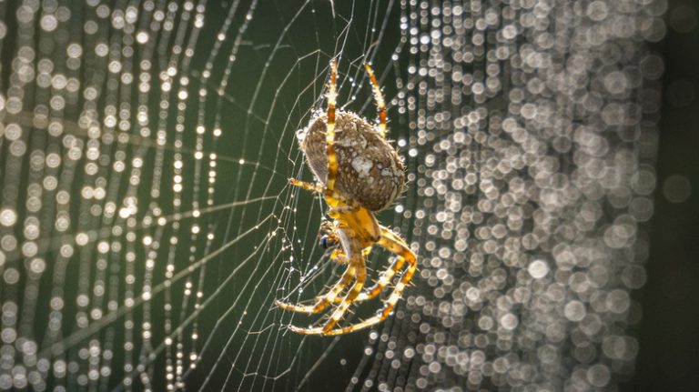 Guide to Identifying Small Orange Spiders in Your Home and Garden